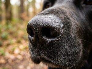 close-up of dog nose detecting seizure scent
