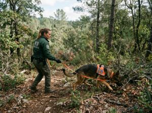 detection dog and handler working search outdoors