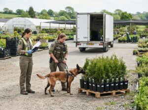 Detector dog inspecting nursery shipment