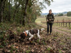 Detector dog searching for lanternfly egg masses