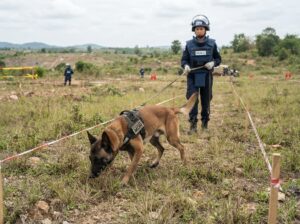 Technical Survey Dog searching safe lane